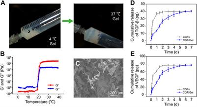 Thermosensitive hydrogel loaded with concentrated growth factors promote bone repair in segmental bone defects